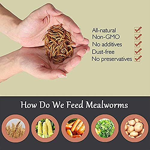 HANDPOINT 22 lbs Dried Mealworms, 100% Non-GMO Natural High-Protein,Treats for Chicken, Fish, Bird Food(22LB)